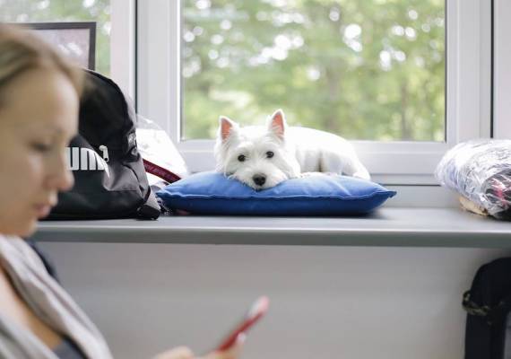 Всеукраїнський день «Візьми собаку на роботу» відбувся вшосте